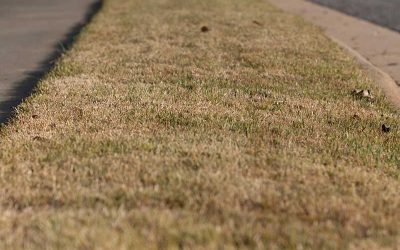 Bring Dormant or back dead Grass with These Easy Steps