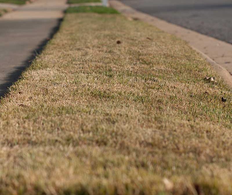 Bring Dormant or back dead Grass with These Easy Steps