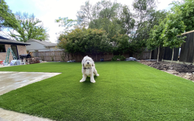 Is Artificial Grass Good For Dogs?